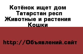 Котёнок ищет дом - Татарстан респ. Животные и растения » Кошки   